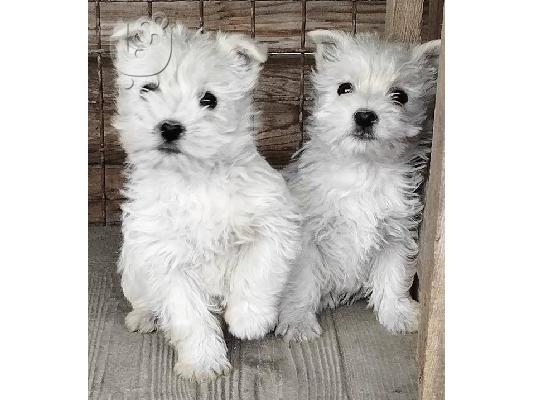 PoulaTo: Westie terrier